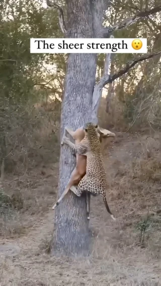 😂The leopard was on some "follow me if you can" to the hyena. 

Context: A male leopard has successfully hunted an impala and is carrying it up a tree to keep it safe from hyenas and other scavengers. This behavior is vital for leopards, as they often store their kills in trees to prevent losing them to competitors. Observing this impressive act showcases the leopard’s position as a dominant predator in the savanna ecosystem.

#WildlifeWatching #safari #big5 #LeopardBehavior #SavannaLife #TopPredator #NatureInAction #SurvivalSkills #africa